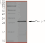 Product Element Image